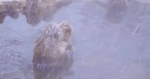 Macaque sitting hunched in hot spring during heavy snowstorm Stock-Footage 347159731