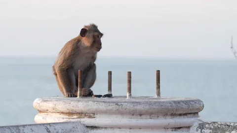 Macaque Sitting on Old Concrete Structure by the Sea 動画素材 321727288