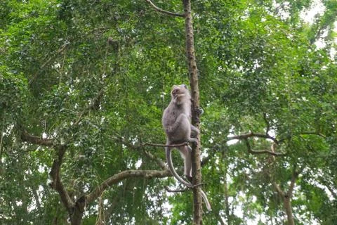 Macaque sitting on the tree, Monkey Forest in Ubud, Bali Stock Photos
