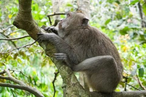 Macaque sitting on the tree, Monkey Forest in Ubud, Bali Stock Photos
