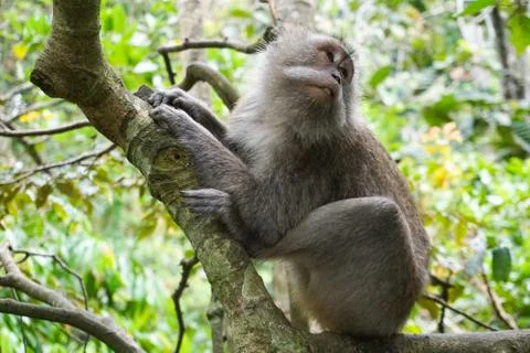 Macaque sitting on the tree Stock Photos