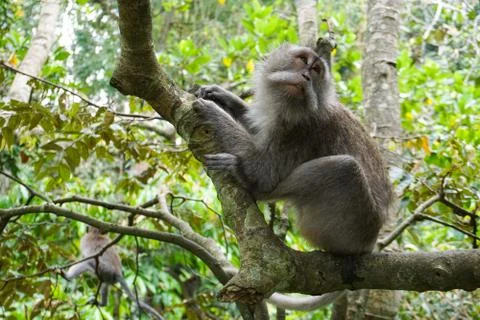 Macaque sitting on the tree Stock Photos