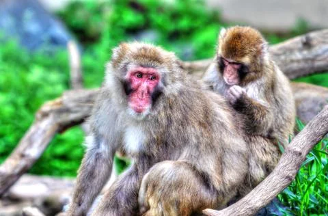 Macaque (snow) monkey's in high dynamic range hdr Stock Photos