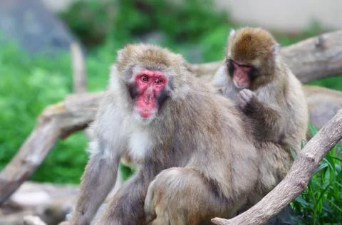 Macaque (snow) monkey's Stock Photos