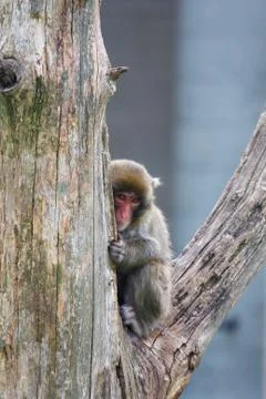 Macaque (snow) monkey's Stock Photos