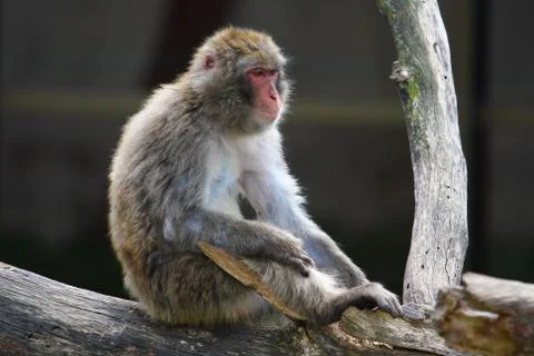 Macaque (snow) monkey's Stock Photos