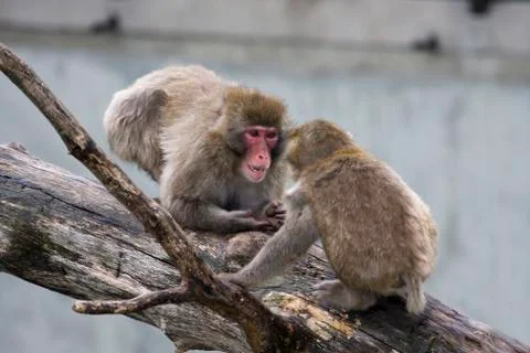 Macaque (snow) monkey's Stock Photos