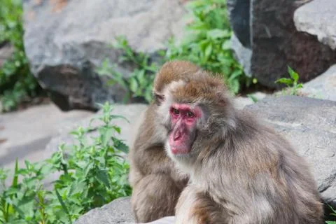 Macaque (snow) monkey's Stock Photos