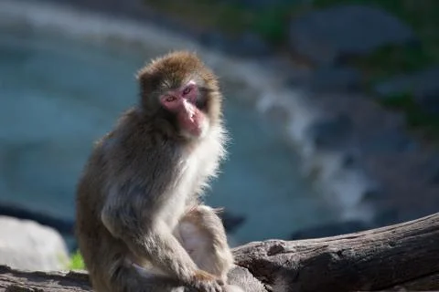 Macaque (snow) monkey's Foto stock