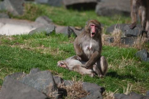 Macaque (snow) monkey's Stock Photos