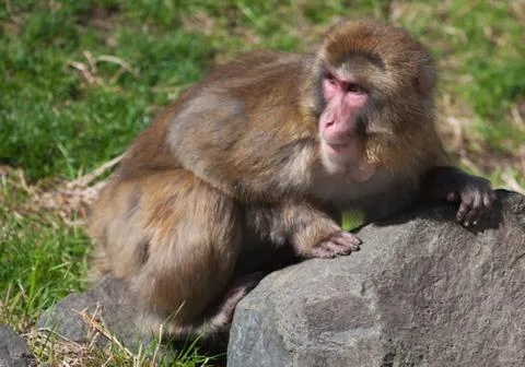 Macaque (snow) monkey's Stock Photos