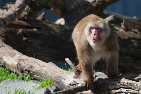 Macaque (snow) monkey's Stock Photos