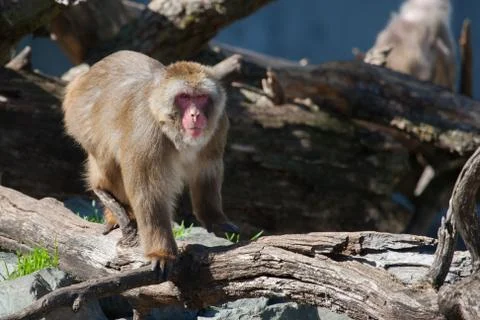 Macaque (snow) monkey's Stock Photos