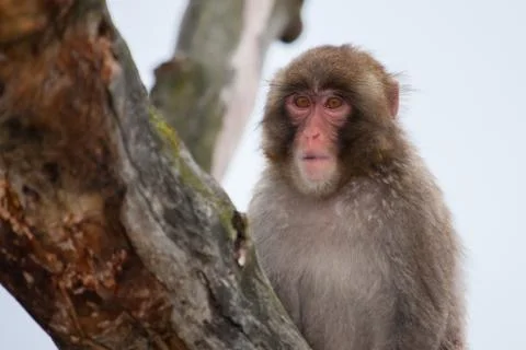 Macaque (snow) monkey's Stock Photos