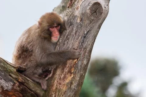 Macaque (snow) monkey's Stock Photos