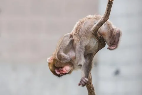 Macaque (snow) monkey's Stock Photos