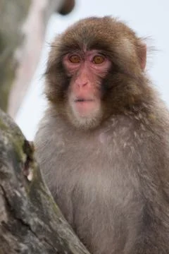 Macaque (snow) monkey's Stock Photos