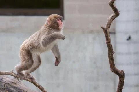 Macaque (snow) monkey's Stock Photos