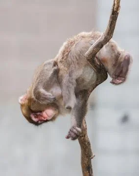 Macaque (snow) monkey's Stock Photos