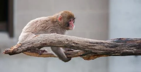 Macaque (snow) monkey's Stock Photos