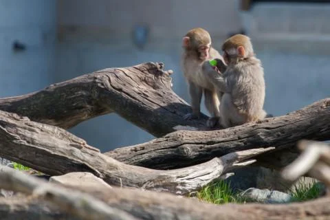 Macaque (snow) monkey's playing with a pacifier in soft focus Stock Photos