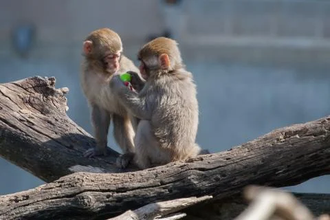 Macaque (snow) monkey's playing with a pacifier Stock Photos
