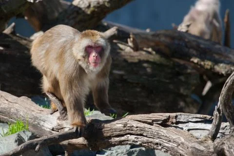 Macaque (snow) monkey's in soft focus Stock Photos