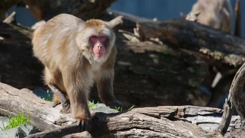 Macaque (snow) monkey's in soft focus Stock Photos