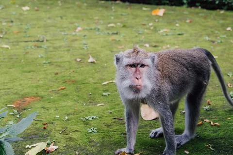 A macaque standing close to the lens in a monkey park Stock Photos