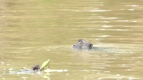 Macaque swimming in a river in Borneo. Stock Footage 231707822