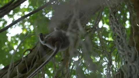 A macaque swinging between vines under a sunny rainforest canopy Stock Footage 88488616
