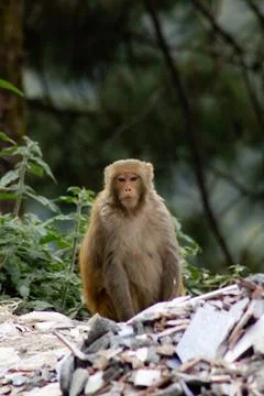 Macaque in Trash Stock Photos