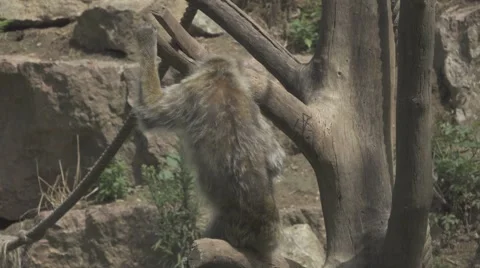 Macaque on a Tree Vídeos de archivo 66107424
