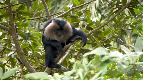 A macaque on a tree 動画素材 118131560