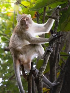 Macaque on the tree Fotos de archivo