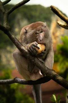 Macaque on the tree Fotos de archivo