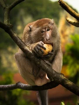 Macaque on the tree Fotos de archivo
