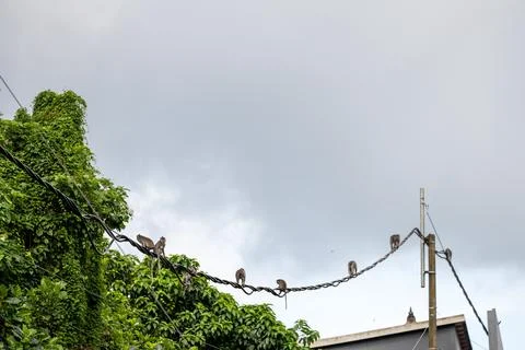 Macaque Troop Gathered on Utility Cables in Ubud Foto stock