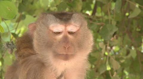 Macaque in Vientiane, Laos Stock Footage 53865558