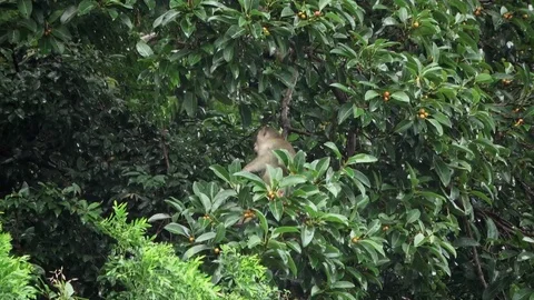 Macaque, Vietnam Stock Footage 128331870