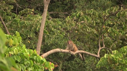 Macaque, Vietnam Stock Footage 128332592