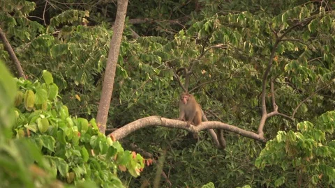 Macaque, Vietnam Stockbeeldmateriaal 128332674