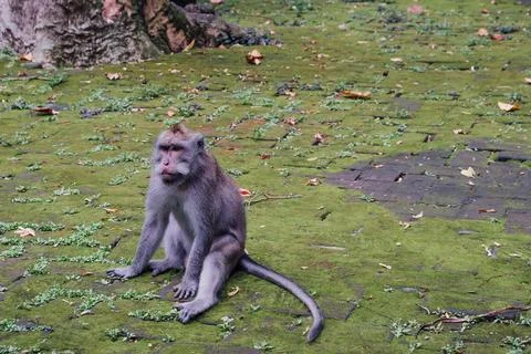 A macaque in a wait and see position in a forest Stock Photos
