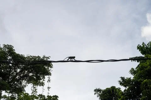 Macaque Walking Across Utility Cables in Ubud Stock Photos