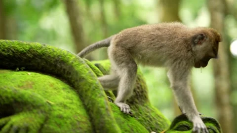 Macaque walking on mossy tree in Bali forest Stock Footage 336467121