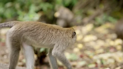 Macaque walking through Bali Monkey Forest Stock Footage 336467135