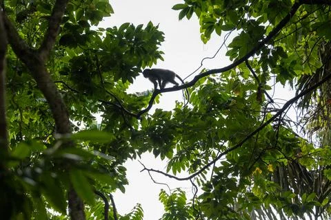 Macaque Walking Through Ubud Monkey Forest Canopy Stock Photos