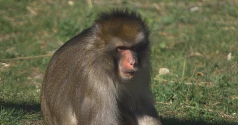 Macaque which chews Stock Footage 91401211