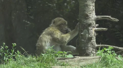 Macaque in the Wild Stock Footage 66090400