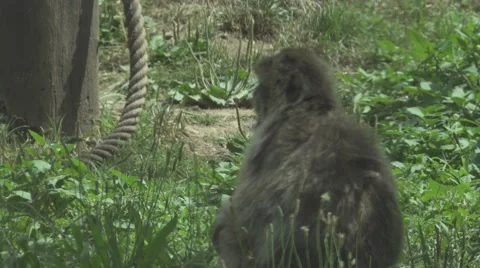 Macaque in the Wild Stock Footage 66095111